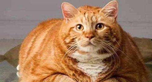 娱乐吃瓜酱橘猫,娱乐界的“喵星人”